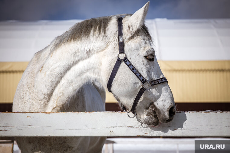    Лошади ломали лестничные пролеты