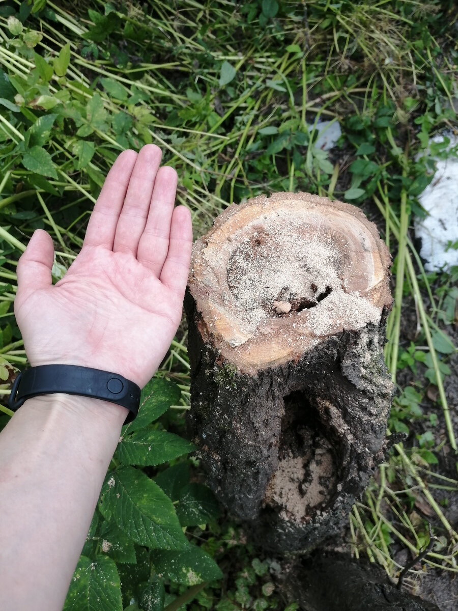В пне обнаружился муравейник, поэтому сразу засыпали его муравьином. 