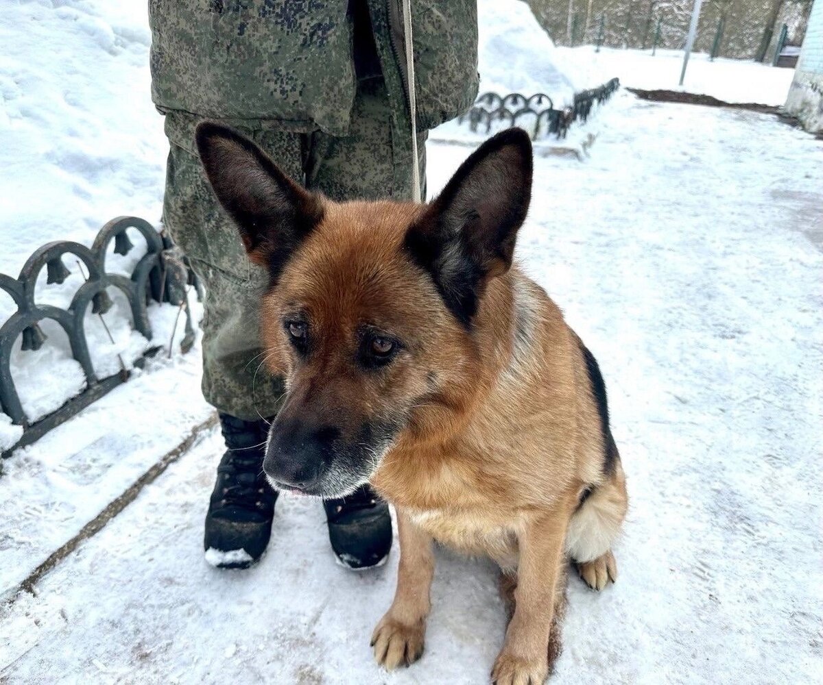 Служебные собаки в отставке ищут дом! Москва и МО | Ирина Дорн 🐶🐱 | Дзен