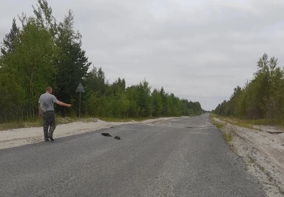    Водитель в Югре отругал ондатр за движение по проезжей части