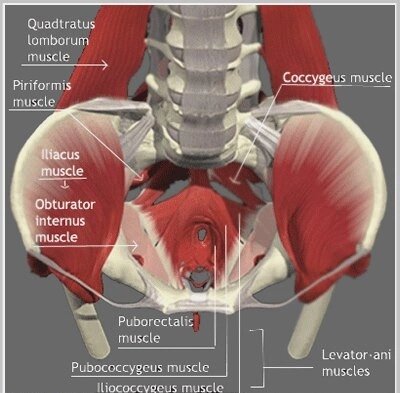 Спазм тазового дна даёт нам зажатые ягодицы и вращатели бедра. Седалищные кости и копчик будут стремиться к неподвижности - какая уж тут тренировка? 