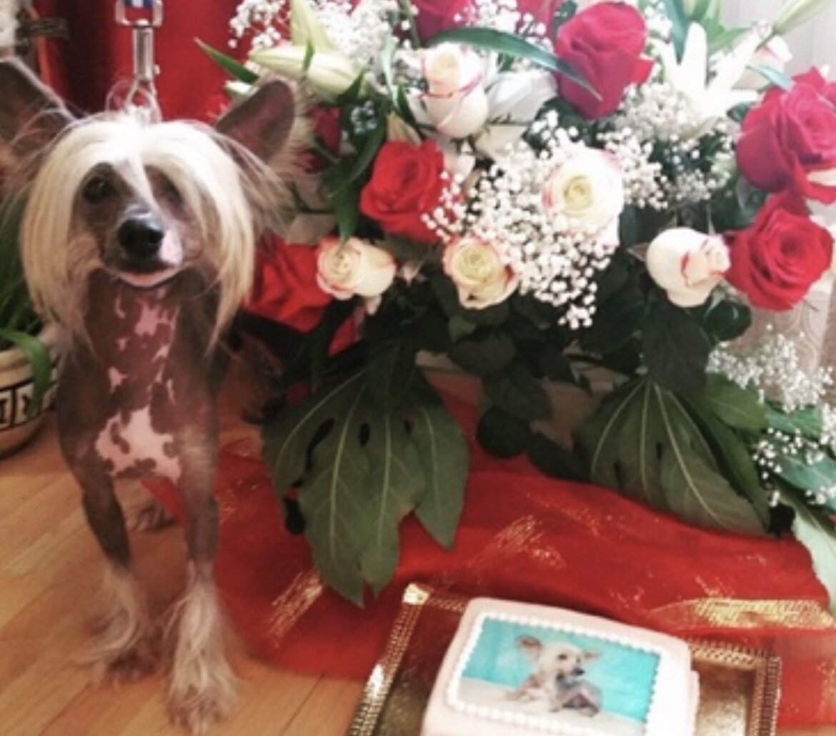 День нашей первой встречи! Этот букет и тортик я подарила своей маме в знак извинений за то, что привела в дом собаку)