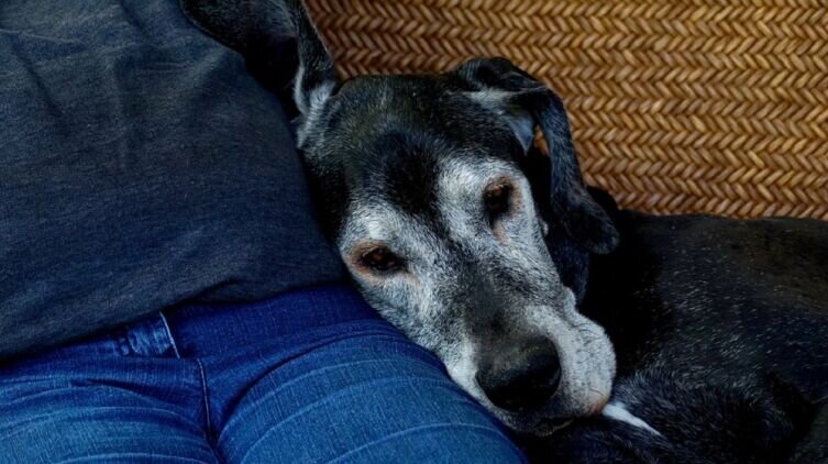    На что обращать внимание при старении собаки? Фото: Schwoaze, по лицензии pixabay.com