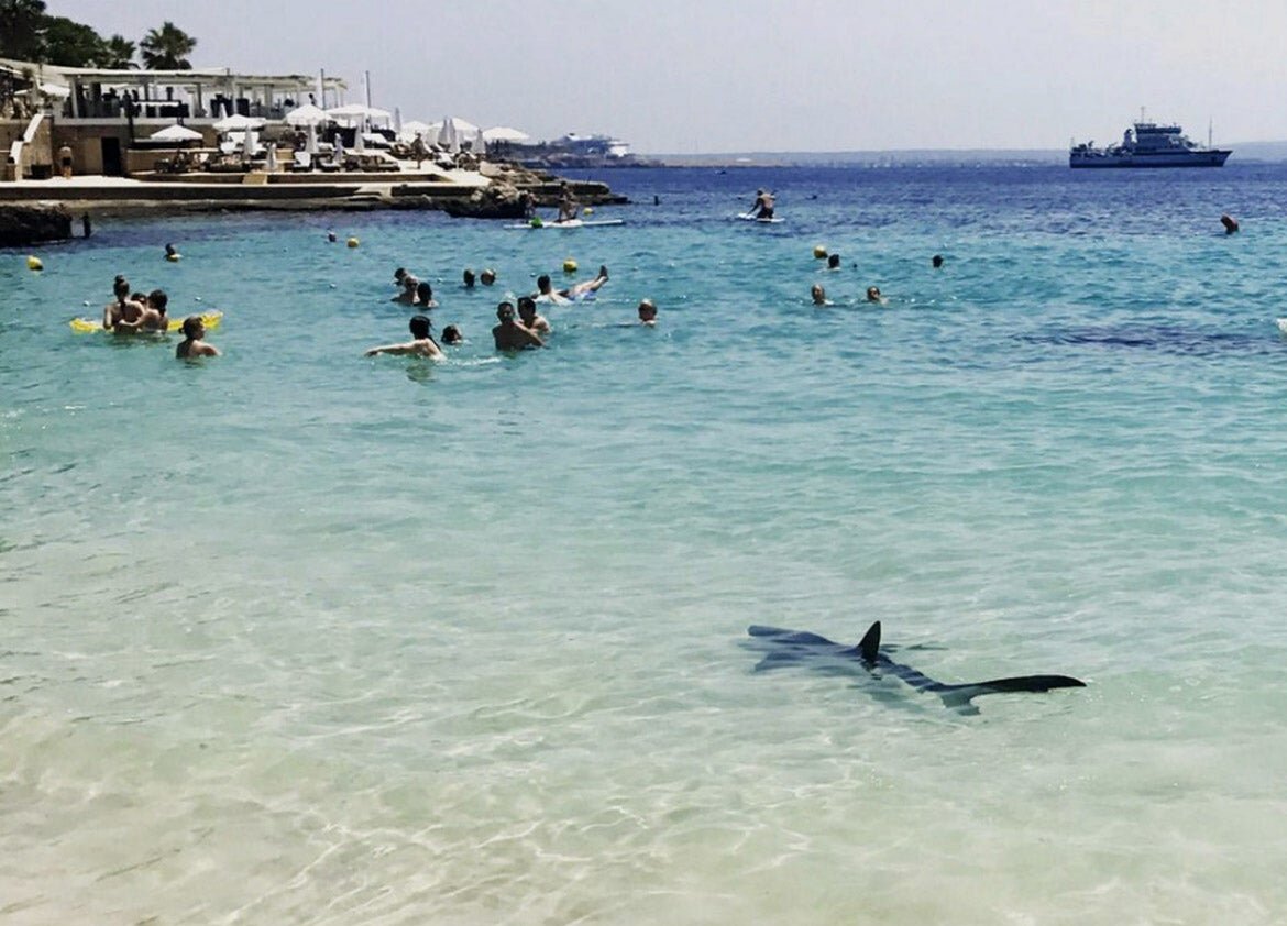 Нападение акул в шарме. Синяя акула у берегов Испании. Ресифи акулы на пляжах. Нападение акулы на пляже в Мексике.