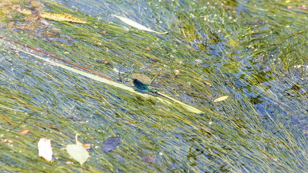 2. Красотка темнокрылая © NickFW.ru — 28.06.2022г.