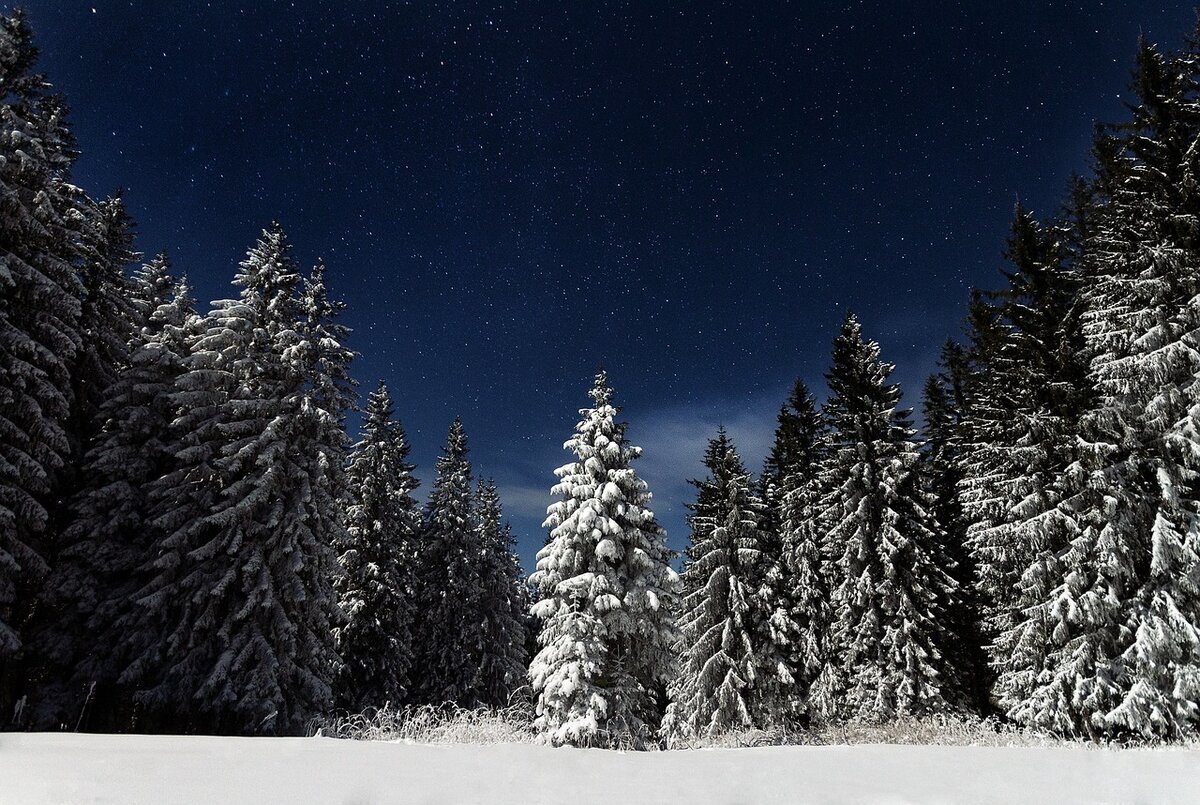 Зимний лес, ночь, тайга, https://pixabay.com/ru/