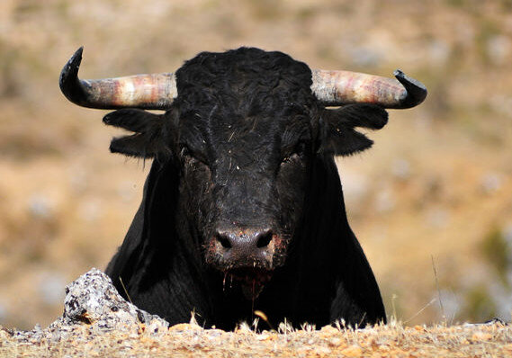 этой картинкой я хочу показать ожидаемый бычий рынок!