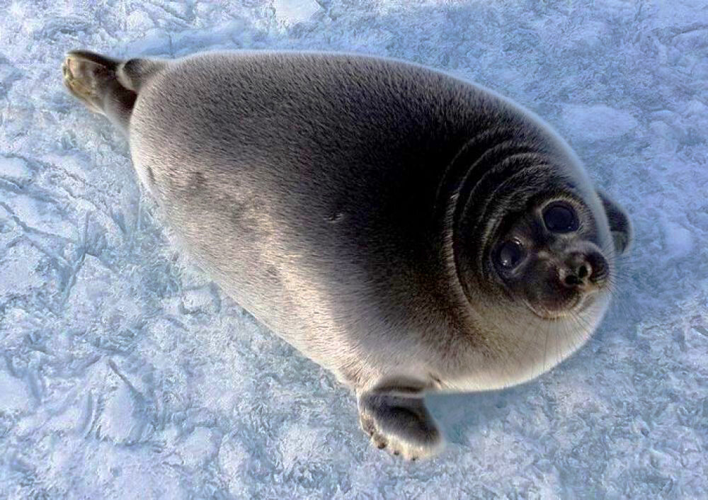 Не убивайте, ну пожалуйста!