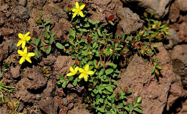 Изображение растения Трибулус