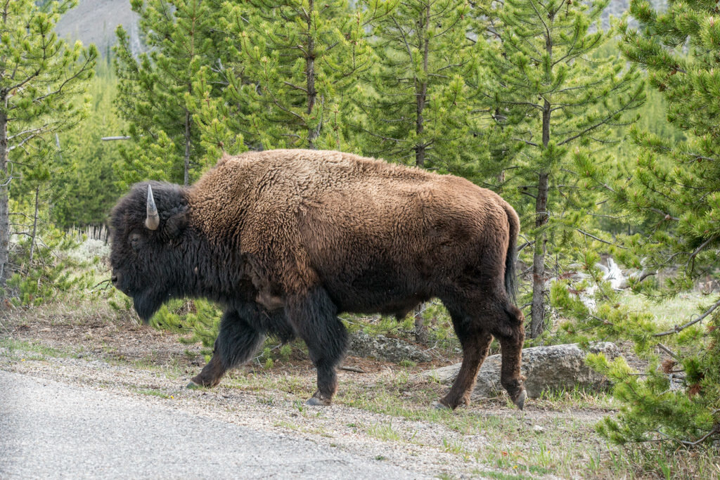 Бизоны в северной америке фото