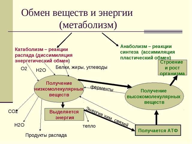 Нарушение в метаболизме минералов и витаминов