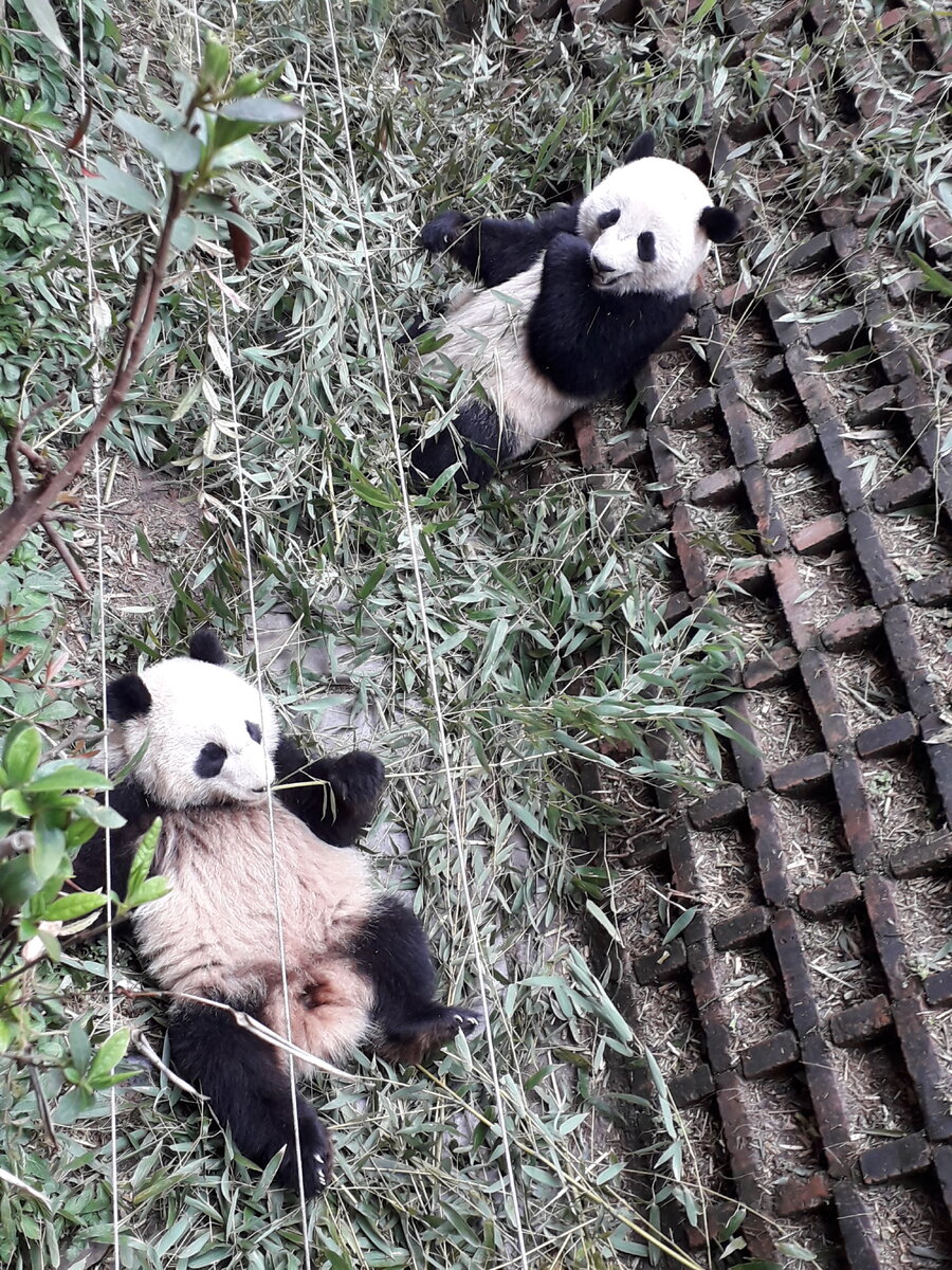 Живые панды в россии. Чэнду панды. Заповедник панд в Чэнду. Чэнду Китай панды. Чэнду Панда парк.
