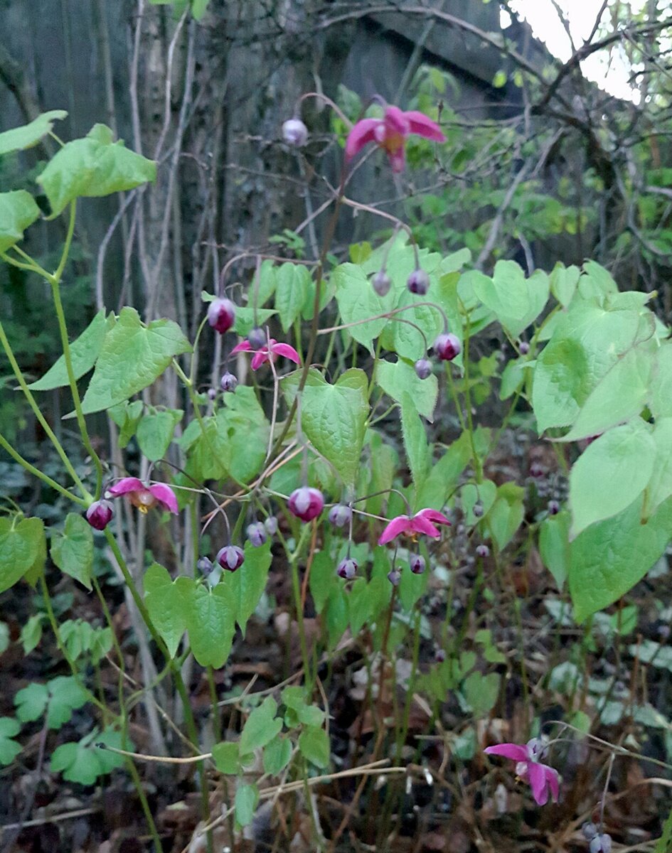 Горянка Красная - Сад Анны Гауэр. Фото две недели назад, горянка только зацветает