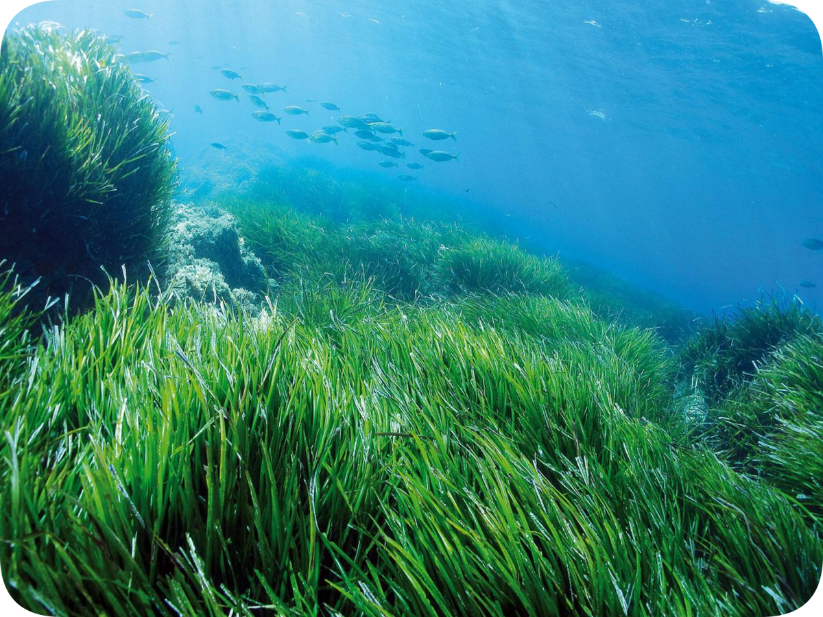 Arthrospira водоросли. Морские водоросли спирулина. Чмек водоросли. Водоросли охрофитовая.