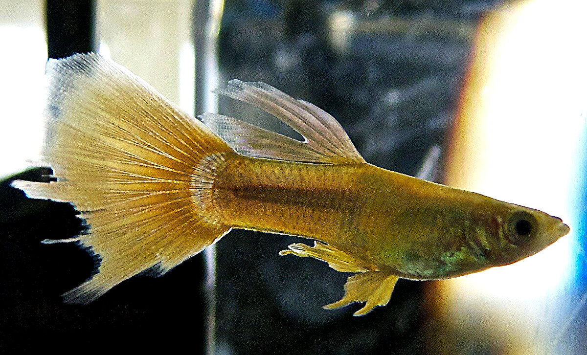 Фото: Плавниковая гниль