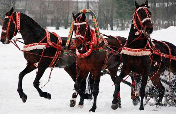 Раскраска Лошадь