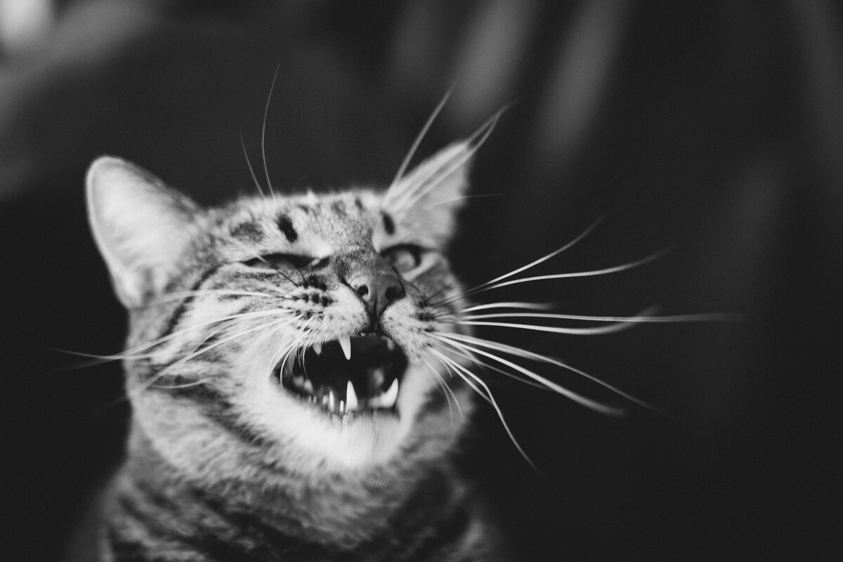 приметы, связанные с кошками