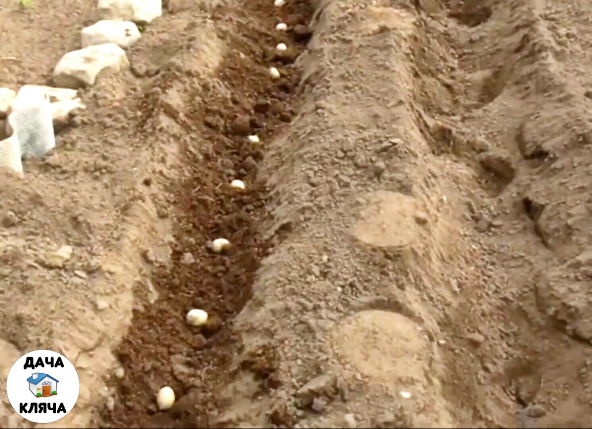 Разложенный в рядке поверх перегноя картофель