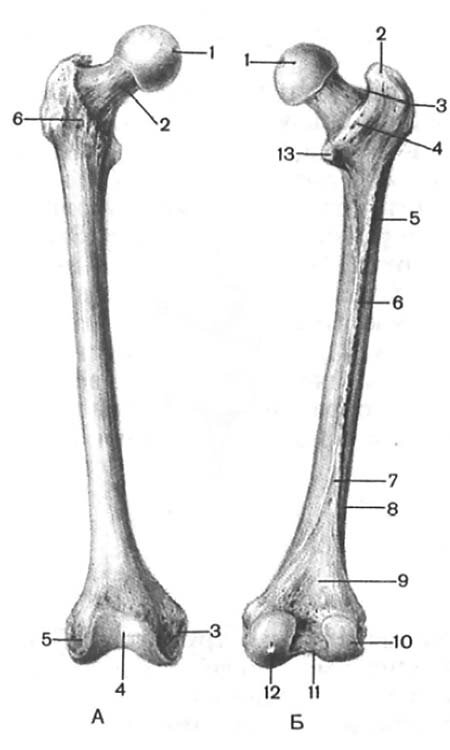 Рисунок бедренной кости