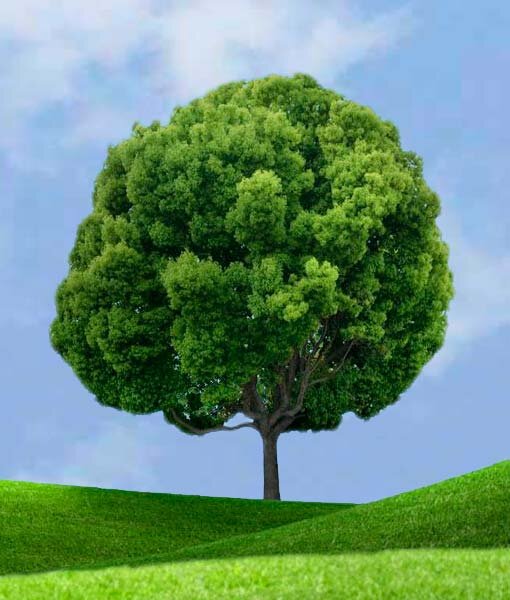 Для элемента личности Дерева пришло «Самовыражение, производящее Богатство». 