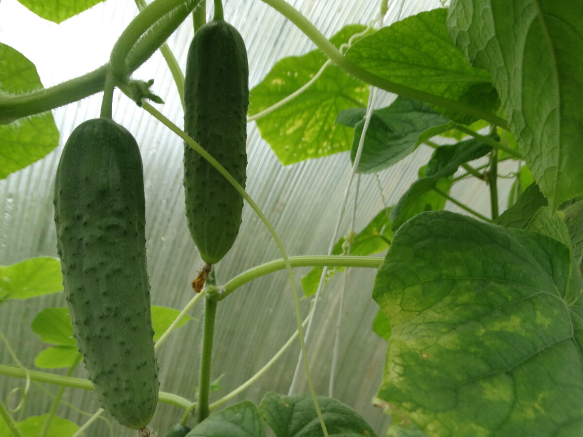 Огурцы прекрасно растут в теплице, но они требовательны к поливу