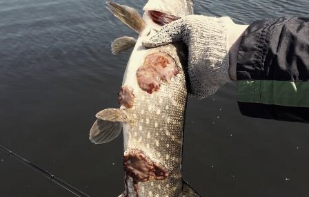 Рыба, пораженная щучьей чумой