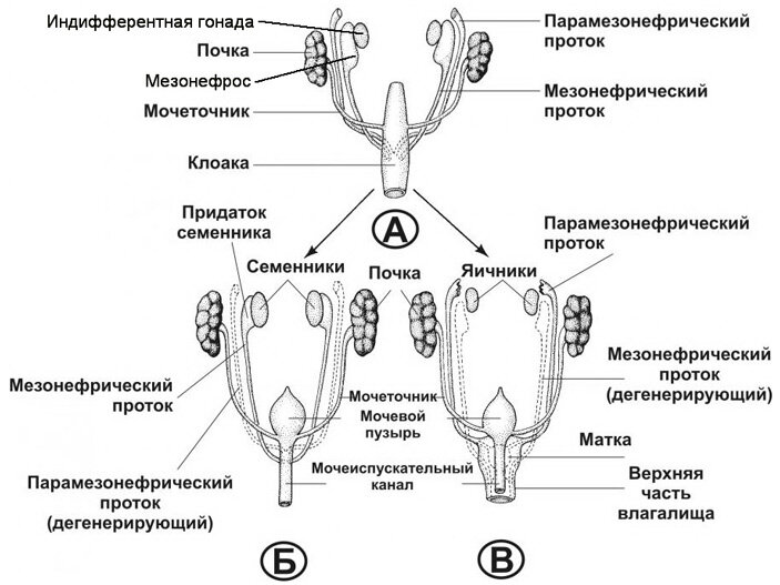 Рис. 1. Образование мужских (Б) и женских (В) половых желез плацентарных млекопитающих из индифферентной гонады (А). При формировании семенников мезонефросы и их протоки сохраняются, а при формировании яичников они утрачиваются и остается только незначительная часть ткани мезонефросов. Поэтому яйцеводы (производные парамезонефрических протоков) не связаны напрямую с яичниками (производными мезонефроса) и созревшие яйцеклетки могут выйти в пространство между этими структурами. Если при этом произойдет оплодотворение, то наступит внематочная беременность. Изображение с сайта nsau.edu.ru, с изменениями