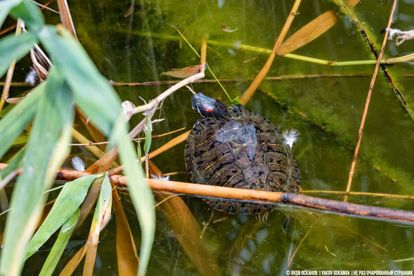Красноухая черепаха (Trachemys scripta)