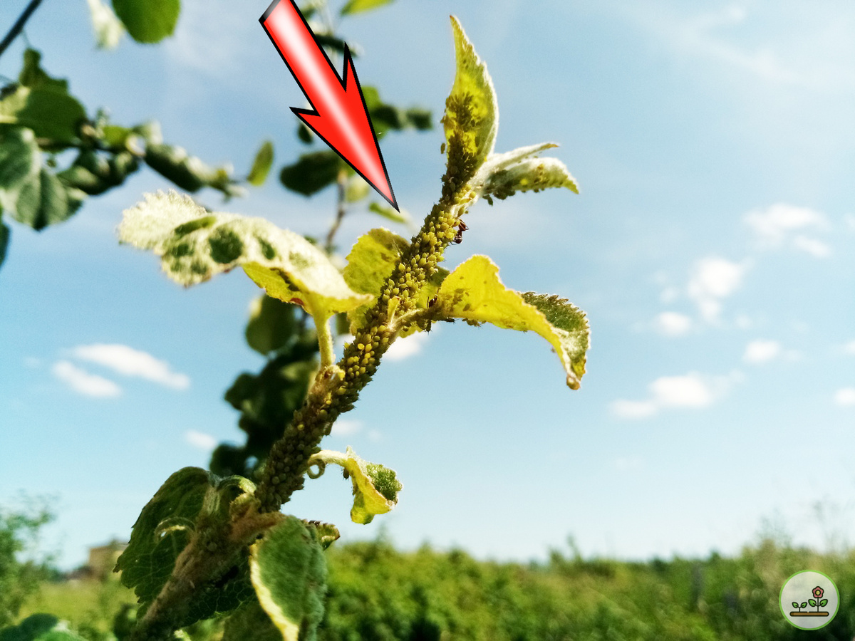 Яблоня у соседа, бедная.