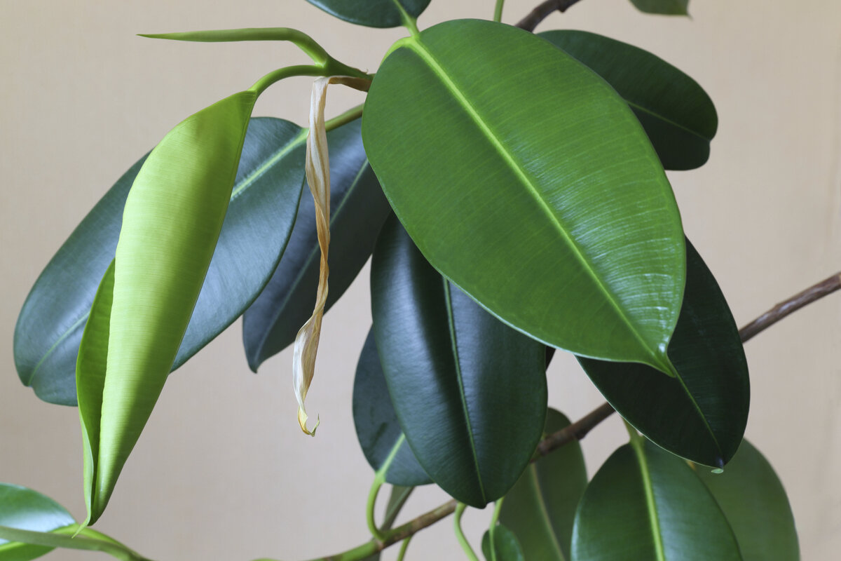 яндекс-картинки 1200-90294563-ficus-tree