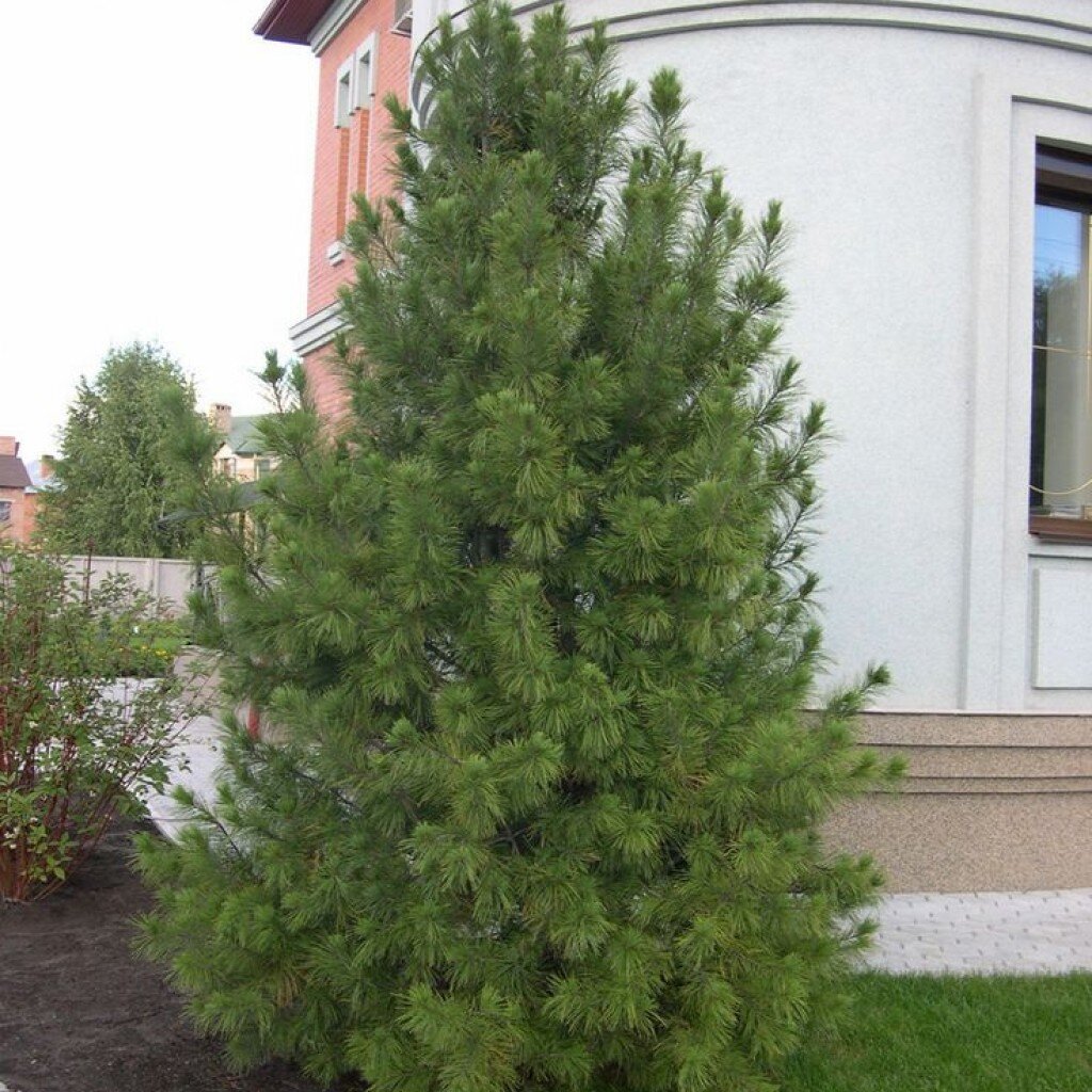 Сосна Кедровая Pinus Cembra