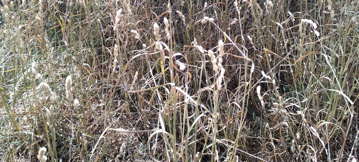 фоткая траву в городе, тщательно следите, чтобы в кадр не попал никакой мусор.
