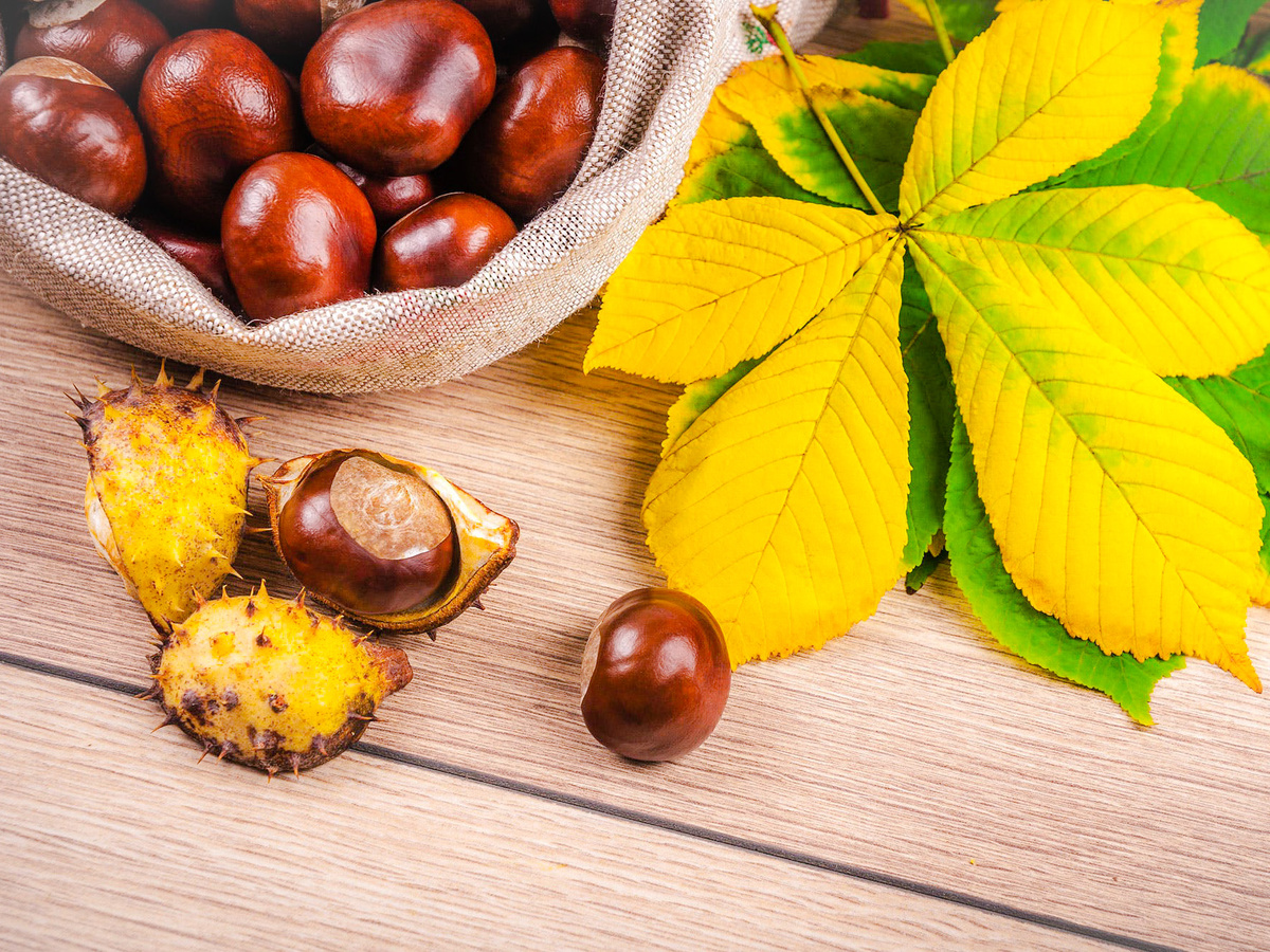 Конский каштан, Целебные свойства.