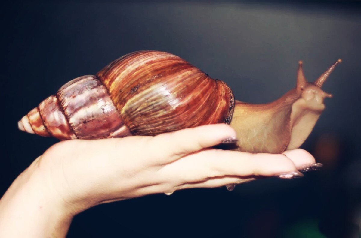 Ульрих, с почтением изъятый вот с этого ресурса: https://www.tvoybro.com/affiche/children/event/ulitka-ulitka-vysuni-rogha