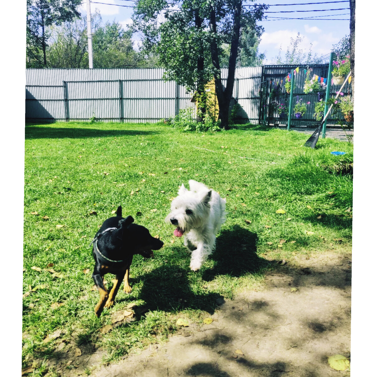 Вот такая живая случайная фотография, Пинчер Сильвер и Вест-хайленд Альпина. 