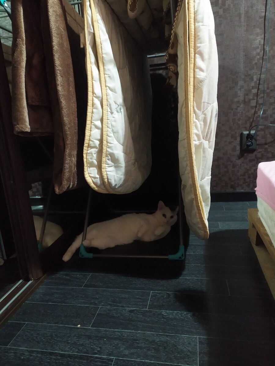 Пёрышкин кайфует под стиранными вещами)