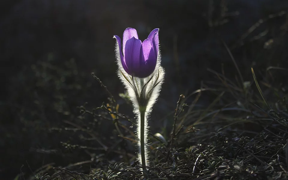 pixabay.com/ru/photos/pasqueflower-цветок-прострел-цветок-1585303/