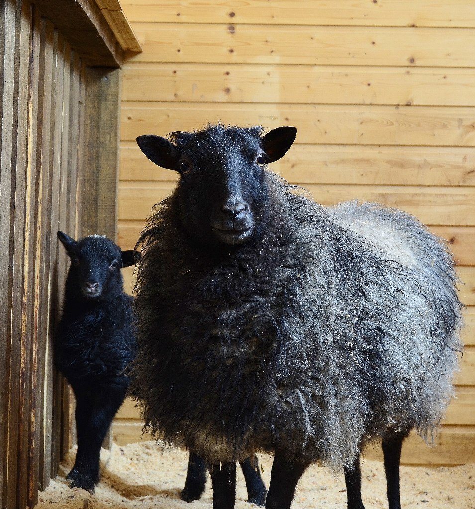 Контактный зоопарк «Радуга»