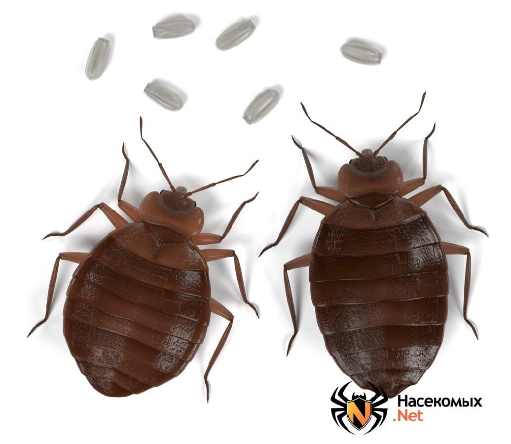 Клопы и его яйца