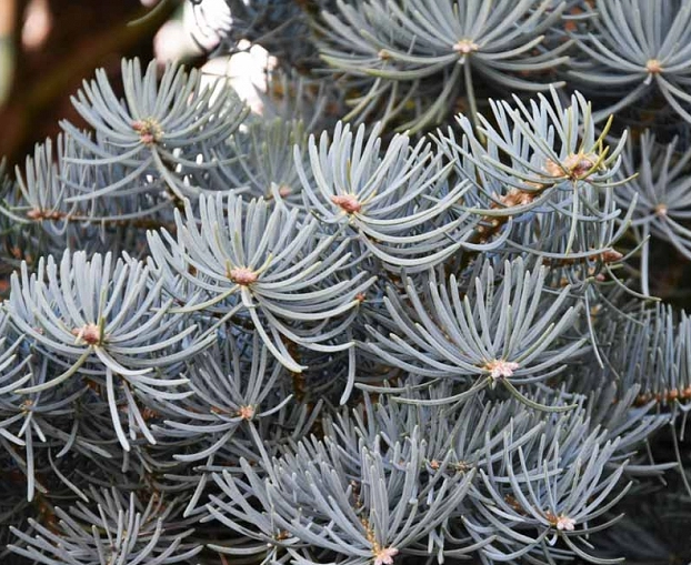 Пихта одноцветная Компакта (Abies concolor Compacta)