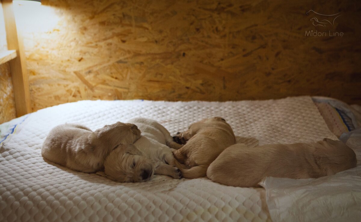 Ну невозможно мило!... можно упасть рядом?  Фото Ирины Охотниковой