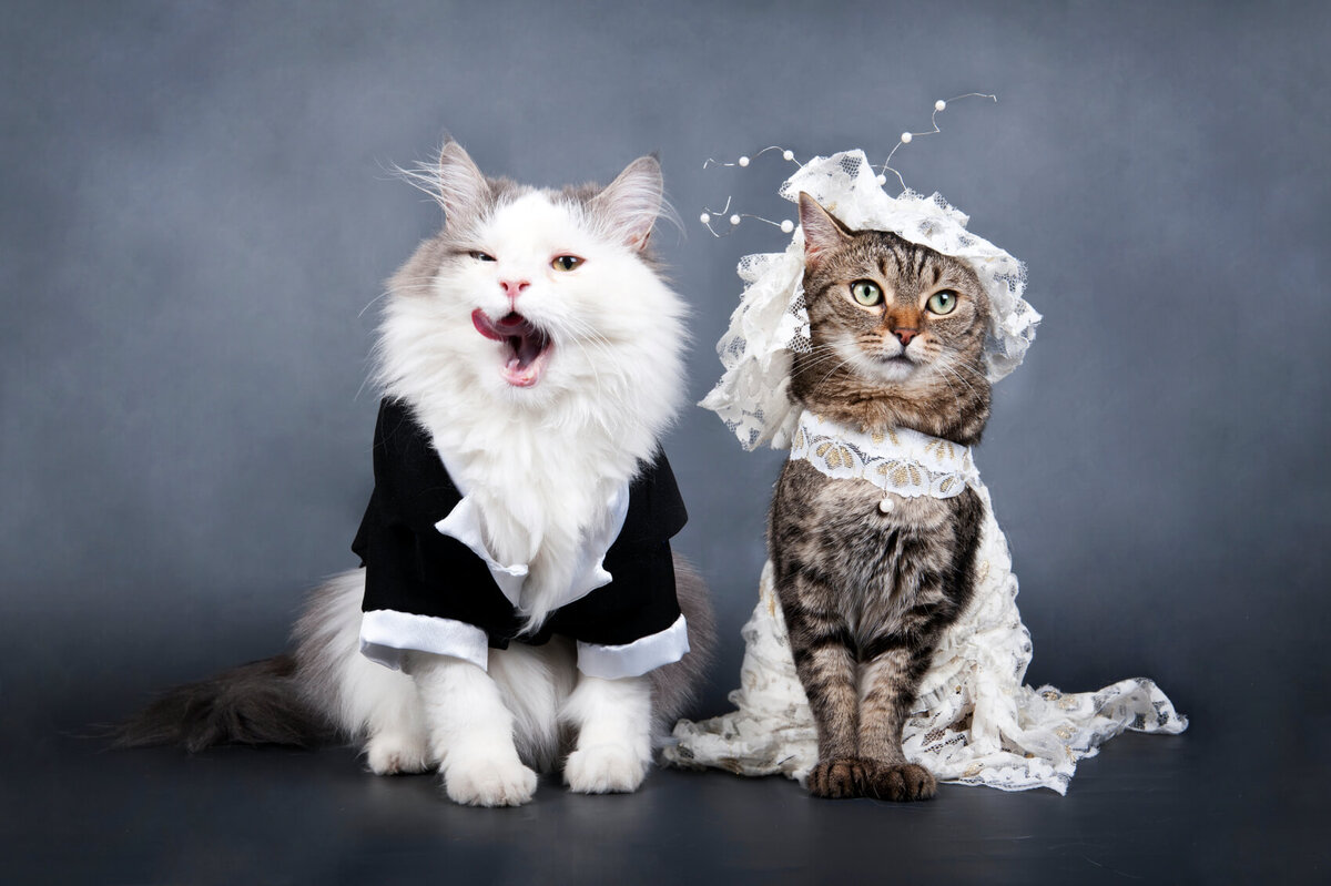 Кошка в свадебном платье