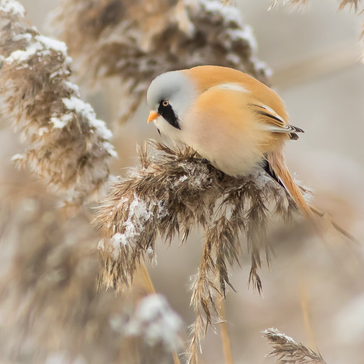 Усатые синицы.  Фотограф: Дмитрий Суслов