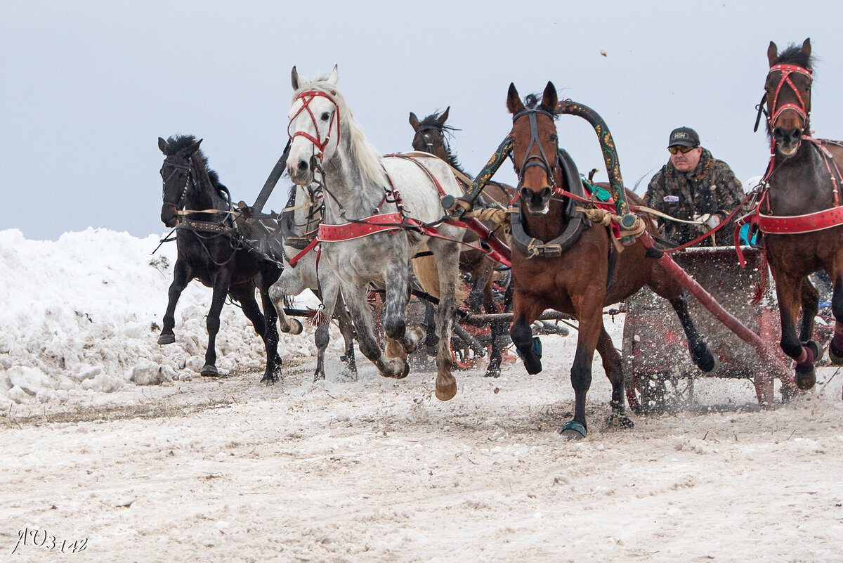 Клейдесдаль. Лошадь в упряжке. Драйвинг конный спорт. Части сбруи лошади. Пароконная упряжь русская.