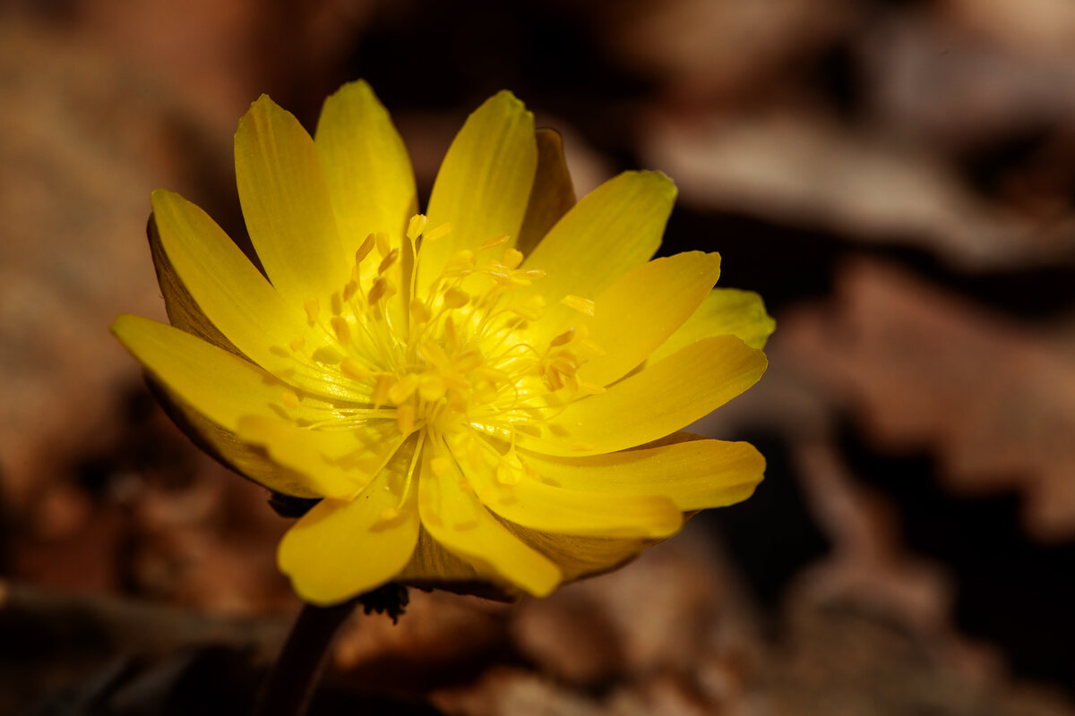 Адонис Амурский Adonis amurensis