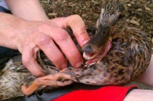 Этот способ рискован тем, что при извлечении крючка можно повредить утку, поэтому его нужно применять осторожно. Технология имитирует собой рыбную ловлю: