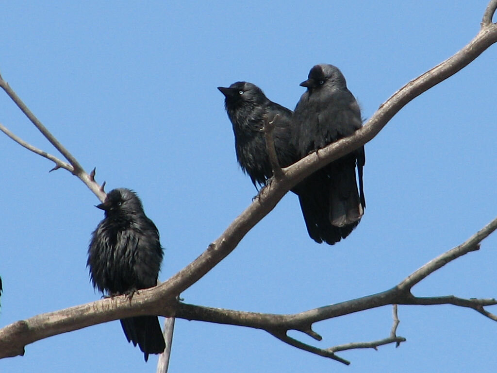 Рифмоваться могут отдельные слова или группы слов