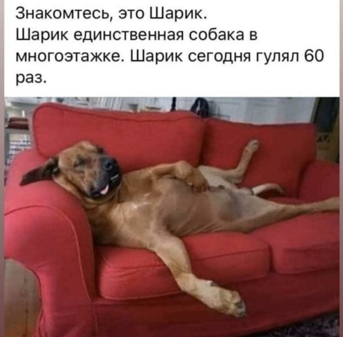 В интернете шутят, что владельцам домашних животных повезло больше всех - им можно выходить на улицу.