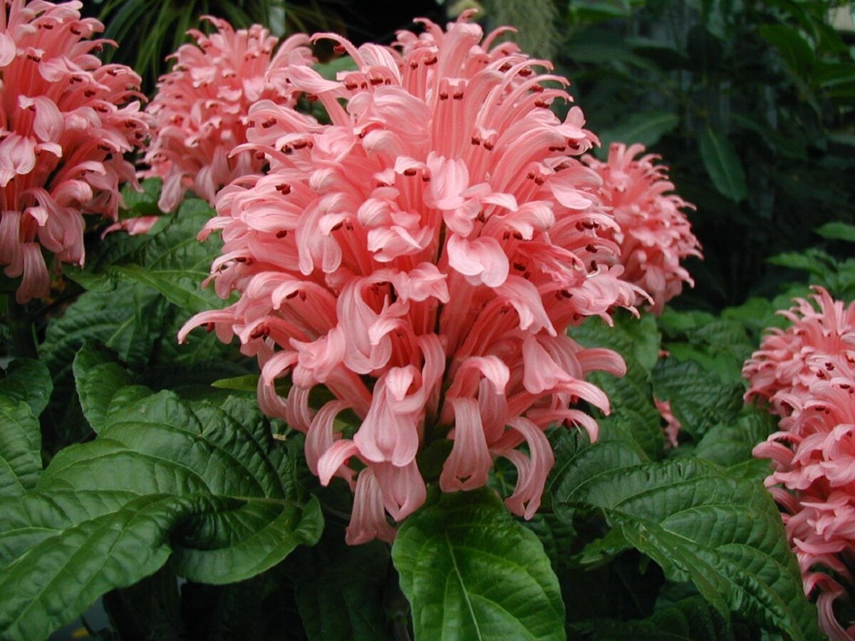 Якобиния Поля