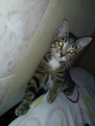 это он котенок еще